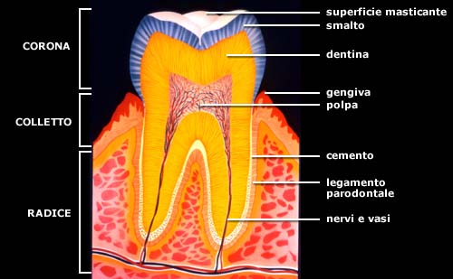 parodontite parodontologia dentista odontoiatra poggibonsi colle val d elsa